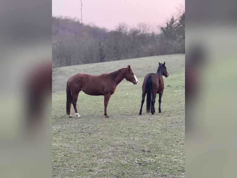 American Quarter Horse Stute 3 Jahre Fuchs in Lautertal