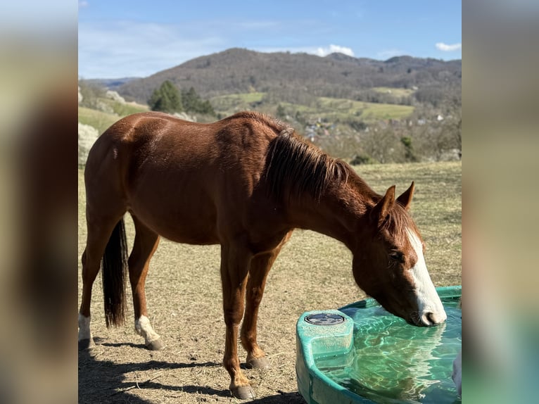 American Quarter Horse Stute 3 Jahre Fuchs in Lautertal