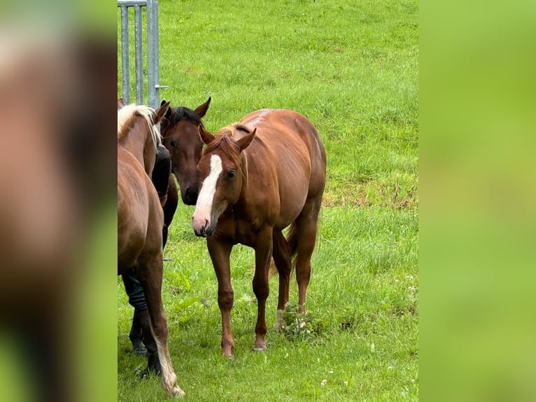 American Quarter Horse Stute 3 Jahre Fuchs in Lautertal