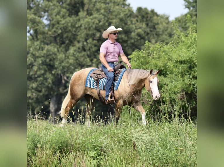 American Quarter Horse Stute 3 Jahre Palomino in Buffalo
