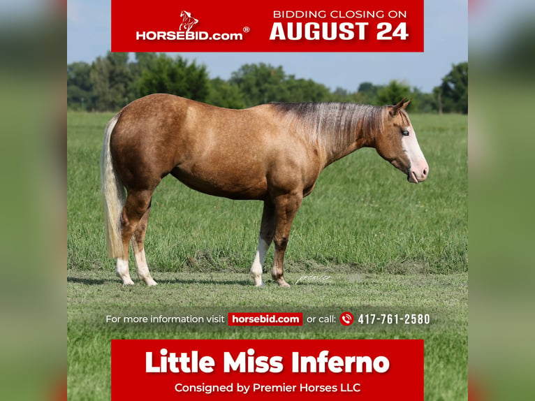 American Quarter Horse Stute 3 Jahre Palomino in Buffalo