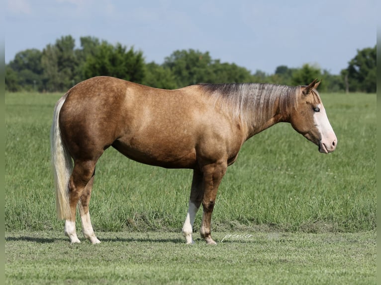 American Quarter Horse Stute 3 Jahre Palomino in Buffalo