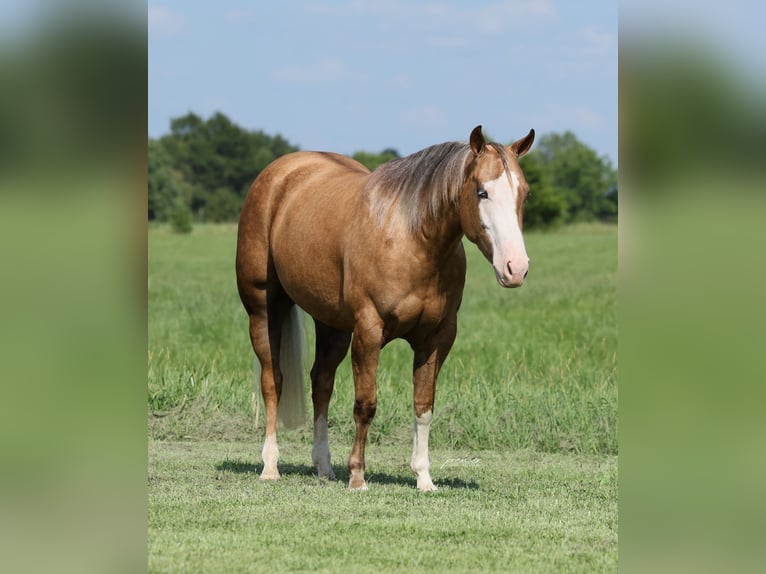 American Quarter Horse Stute 3 Jahre Palomino in Buffalo