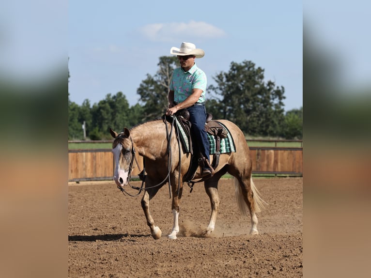 American Quarter Horse Stute 3 Jahre Palomino in Buffalo
