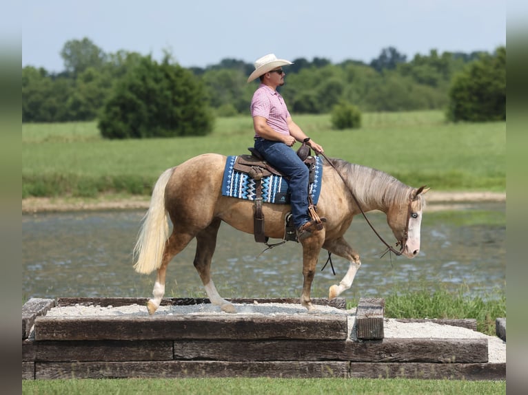 American Quarter Horse Stute 3 Jahre Palomino in Buffalo