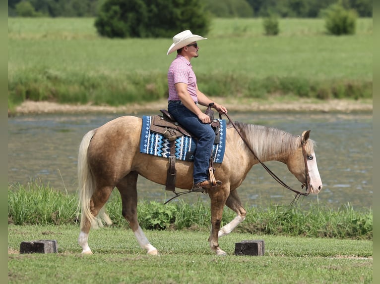 American Quarter Horse Stute 3 Jahre Palomino in Buffalo