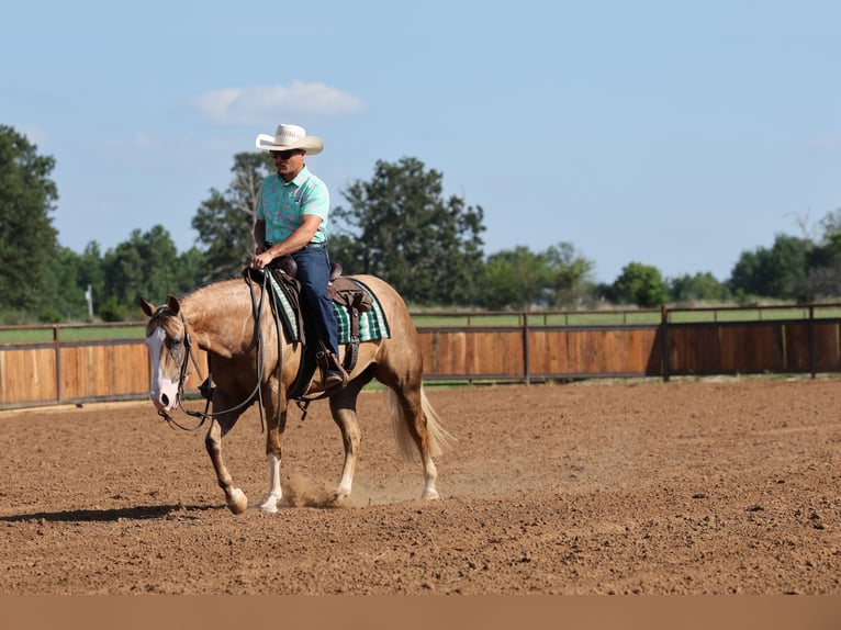 American Quarter Horse Stute 3 Jahre Palomino in Buffalo