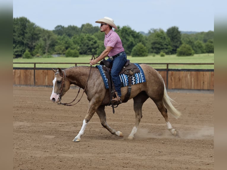 American Quarter Horse Stute 3 Jahre Palomino in Buffalo
