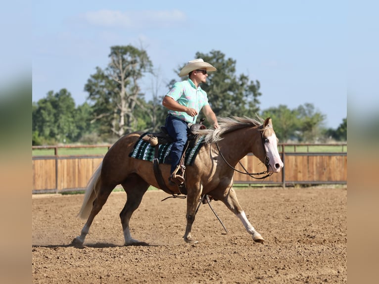 American Quarter Horse Stute 3 Jahre Palomino in Buffalo