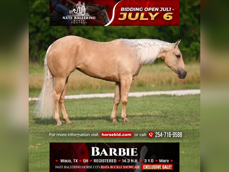 American Quarter Horse Stute 3 Jahre Palomino in Waco