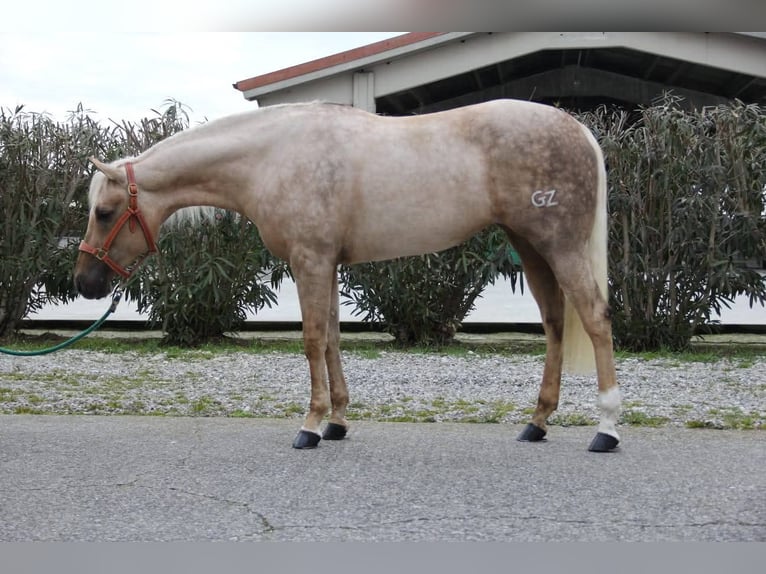 American Quarter Horse Stute 3 Jahre Palomino in Brescia