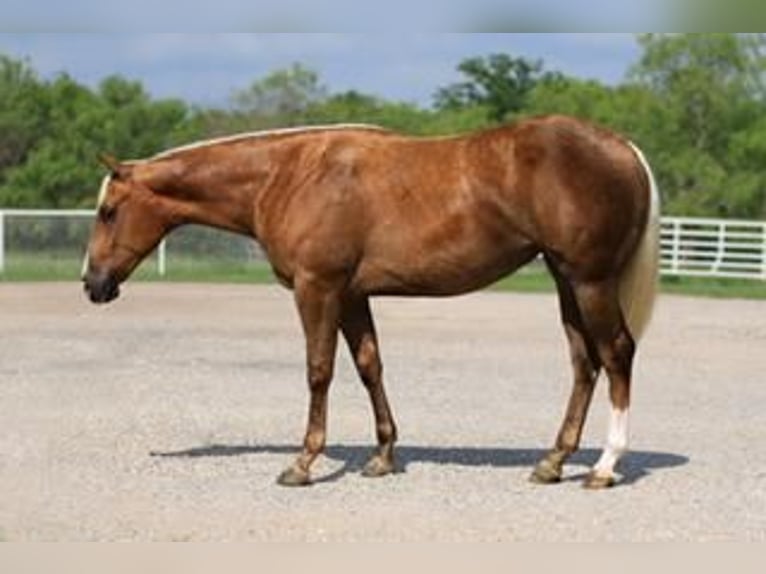 American Quarter Horse Stute 3 Jahre Palomino in Kaufman, TX