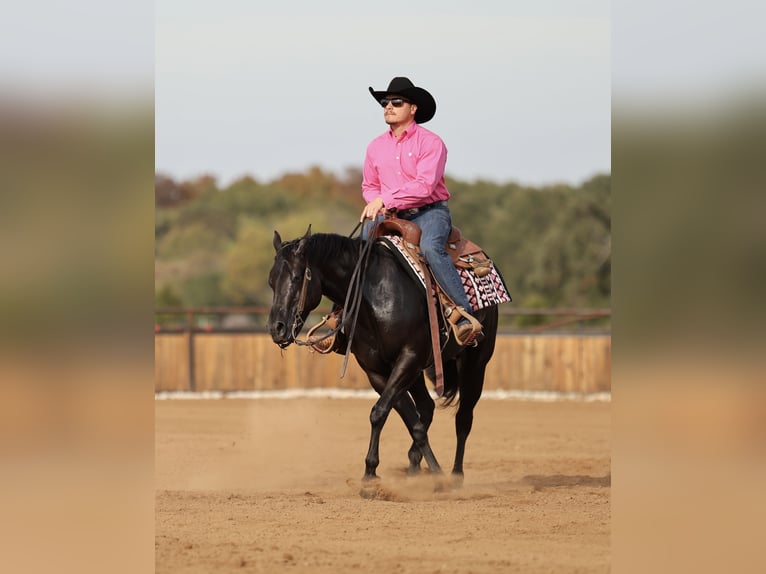 American Quarter Horse Stute 3 Jahre Rappe in Buffalo