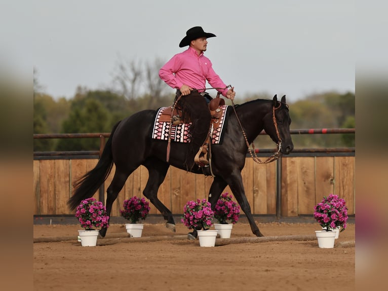 American Quarter Horse Stute 3 Jahre Rappe in Buffalo