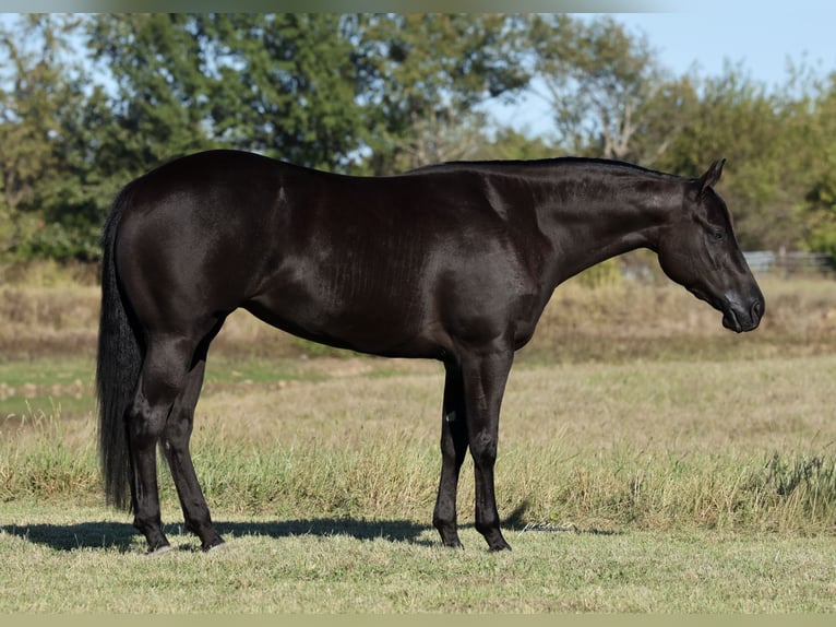 American Quarter Horse Stute 3 Jahre Rappe in Buffalo