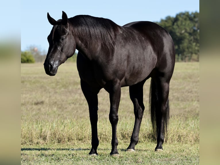 American Quarter Horse Stute 3 Jahre Rappe in Buffalo