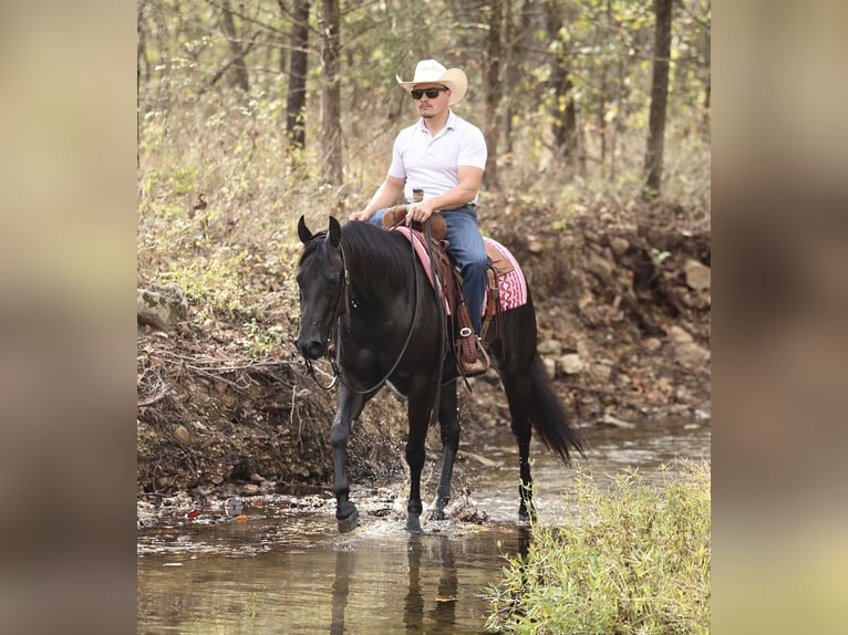 American Quarter Horse Stute 3 Jahre Rappe in Buffalo