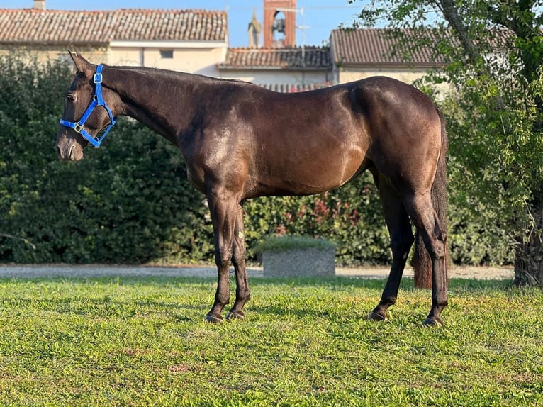 American Quarter Horse Stute 3 Jahre Rappe in Piozzano
