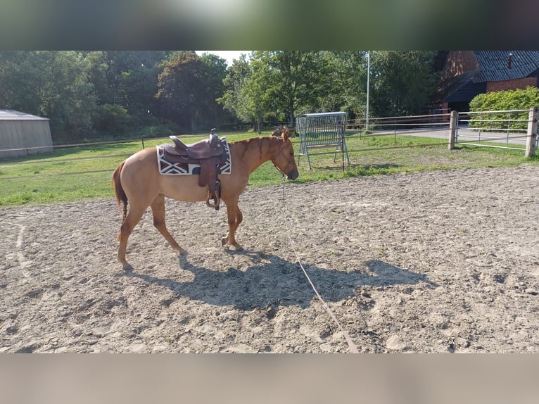 American Quarter Horse Stute 3 Jahre Red Dun in Vogelwaarde