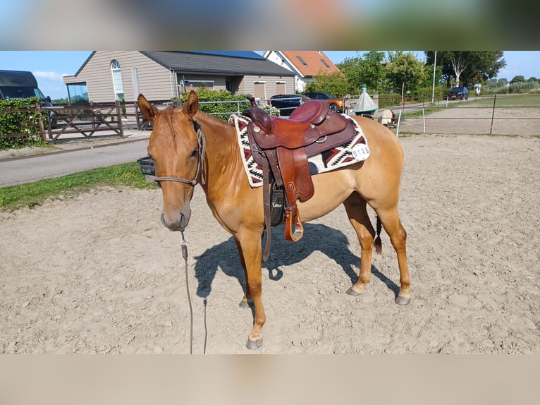 American Quarter Horse Stute 3 Jahre Red Dun in Vogelwaarde