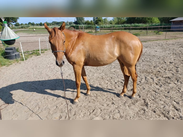 American Quarter Horse Stute 3 Jahre in Vogelwaarde