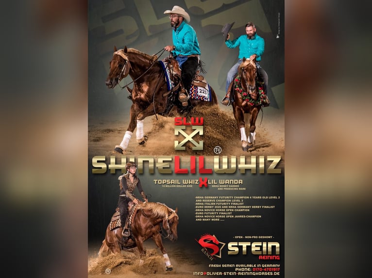 American Quarter Horse Stute 3 Jahre in Salzgitter