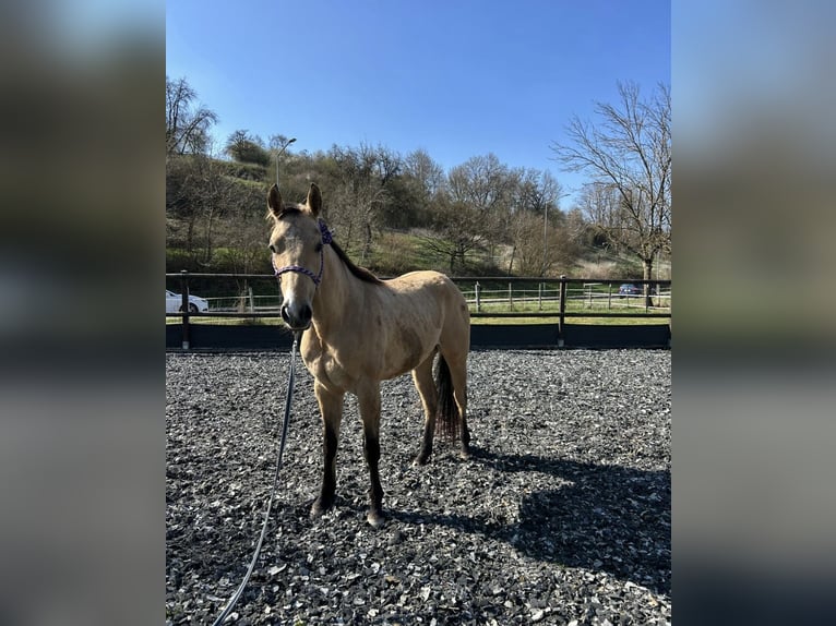 American Quarter Horse Stute 3 Jahre in Nördlingen