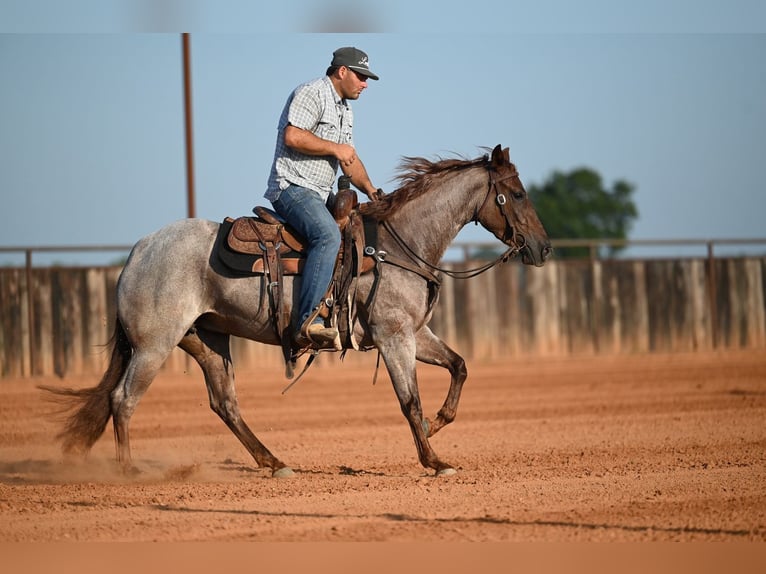 American Quarter Horse Stute 3 Jahre Roan-Red in Waco