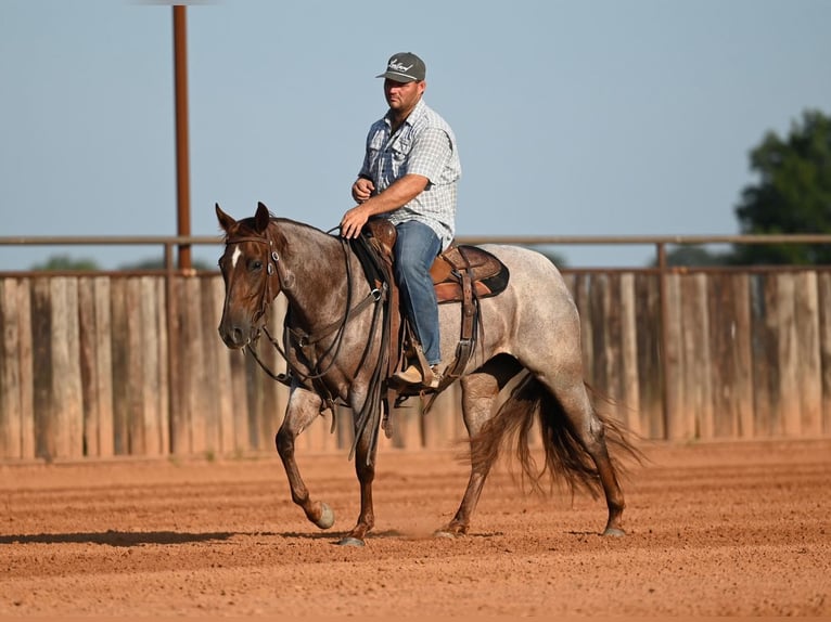 American Quarter Horse Stute 3 Jahre Roan-Red in Waco