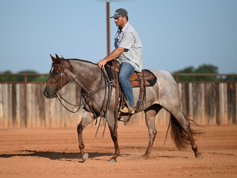 American Quarter Horse Stute 3 Jahre Roan-Red in Waco