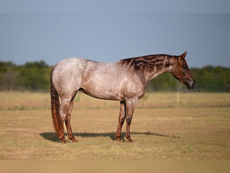 American Quarter Horse Stute 3 Jahre Roan-Red in Waco