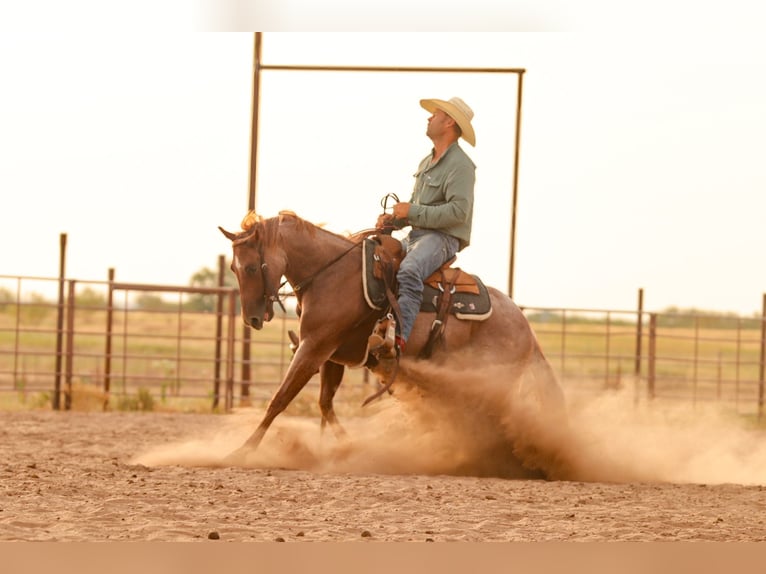 American Quarter Horse Stute 3 Jahre Roan-Red in Ryan