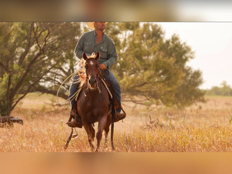 American Quarter Horse Stute 3 Jahre Roan-Red in Ryan