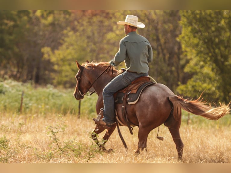 American Quarter Horse Stute 3 Jahre Roan-Red in Ryan