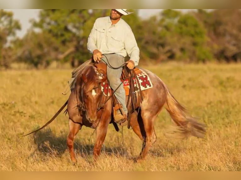 American Quarter Horse Stute 3 Jahre Roan-Red in Ryan