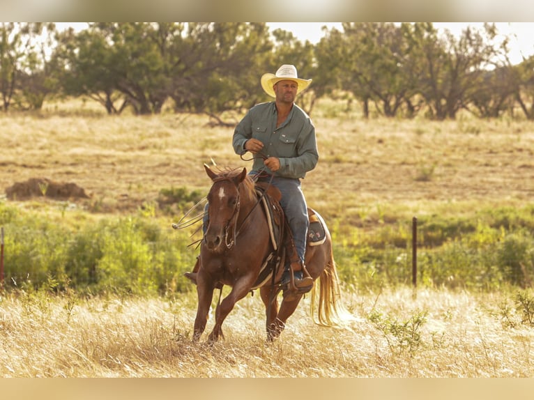 American Quarter Horse Stute 3 Jahre Roan-Red in Ryan