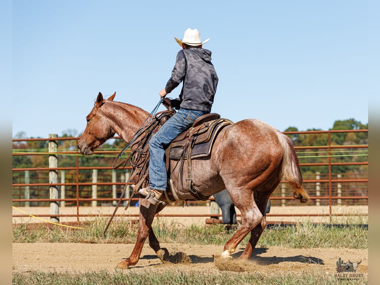 American Quarter Horse Stute 3 Jahre Roan-Red in Auburn