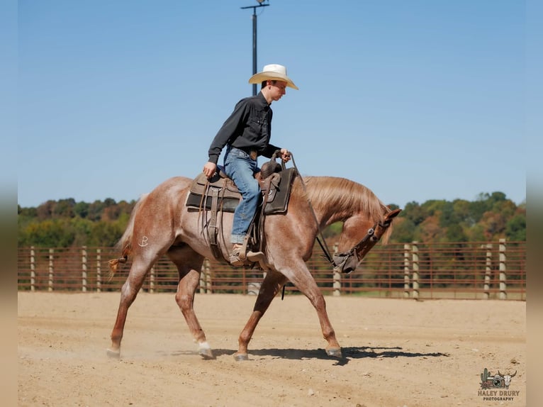 American Quarter Horse Stute 3 Jahre Roan-Red in Auburn