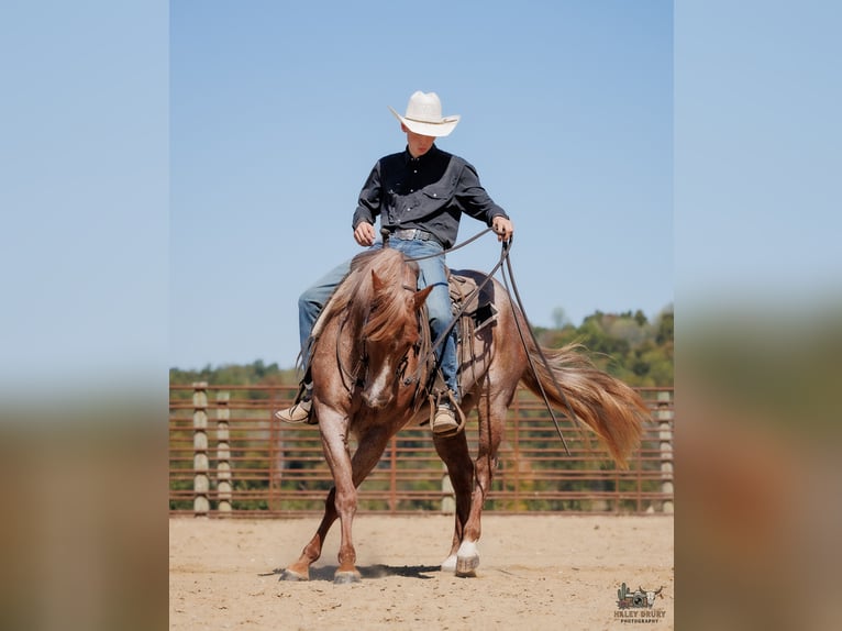 American Quarter Horse Stute 3 Jahre Roan-Red in Auburn