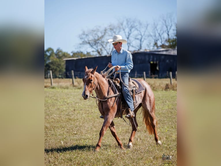 American Quarter Horse Stute 3 Jahre Roan-Red in Auburn