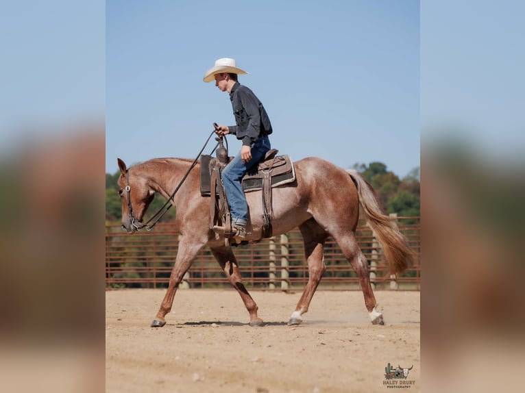 American Quarter Horse Stute 3 Jahre Roan-Red in Auburn
