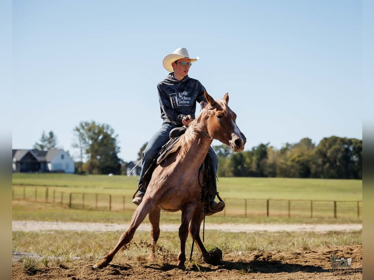 American Quarter Horse Stute 3 Jahre Roan-Red in Auburn