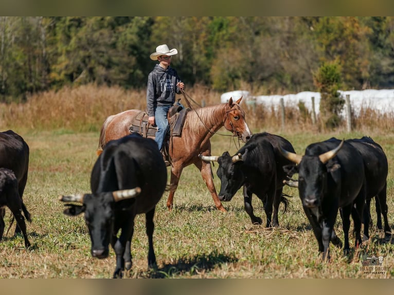 American Quarter Horse Stute 3 Jahre Roan-Red in Auburn