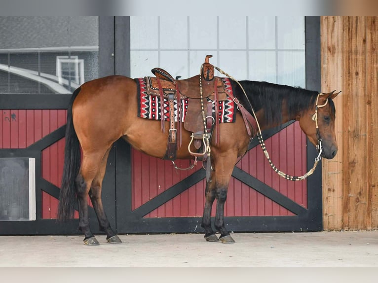 American Quarter Horse Stute 3 Jahre Rotbrauner in Rebersburg