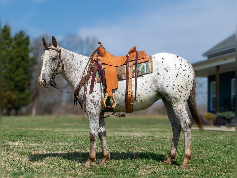 American Quarter Horse Stute 3 Jahre Rotbrauner in Greenville Ky