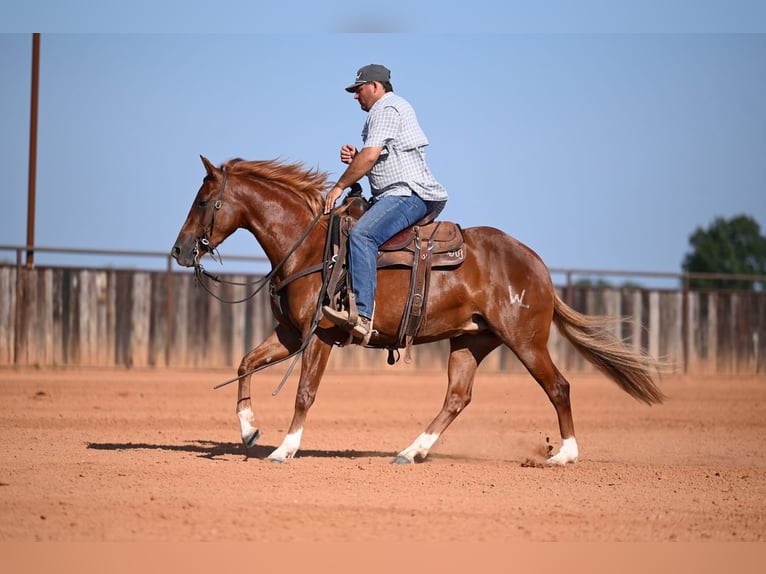 American Quarter Horse Stute 3 Jahre Rotfuchs in Waco