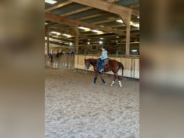 American Quarter Horse Stute 3 Jahre Rotfuchs in Fort Worth