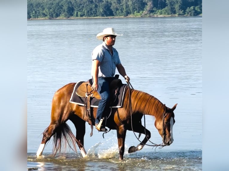 American Quarter Horse Stute 3 Jahre Rotfuchs in La Grange