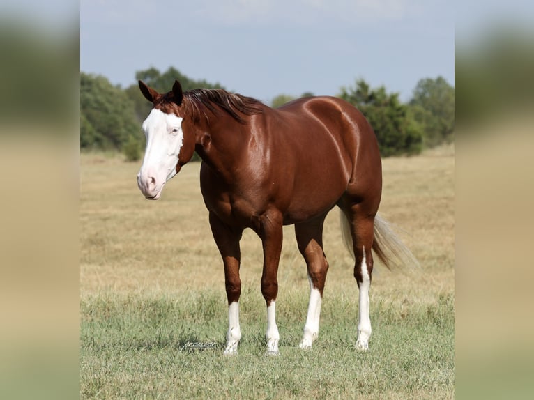 American Quarter Horse Stute 3 Jahre Rotfuchs in Buffalo