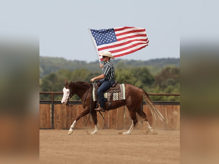 American Quarter Horse Stute 3 Jahre Rotfuchs in Buffalo